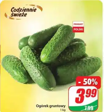 Dino Ogórki gruntowe oferta