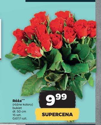 Netto Róża *** oferta