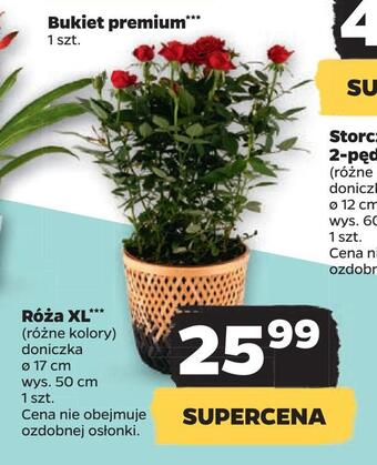 Netto Róża xl *** oferta