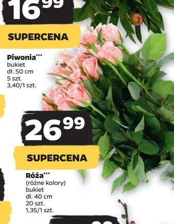 Netto Róża *** oferta