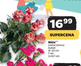 Netto Róża *** oferta