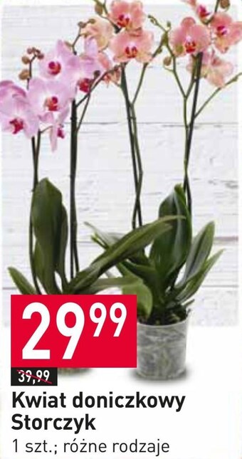 Stokrotka Storczyk oferta