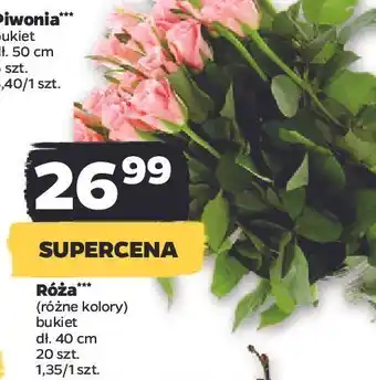 Netto Bukiet róż 40 cm oferta