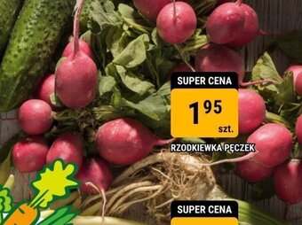 bi1 RZODKIEWKA PĘCZEK oferta