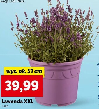 Lidl Lawenda oferta