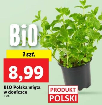 Lidl Mięta oferta