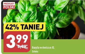 ALDI Bazylia oferta