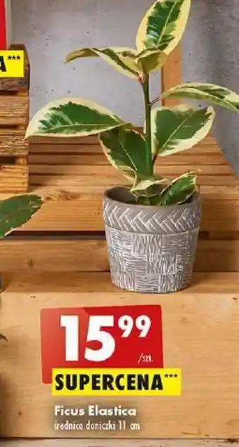 Biedronka Ficus Elastica średnica doniczki 11 cm oferta