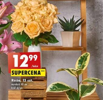 Biedronka Róża oferta