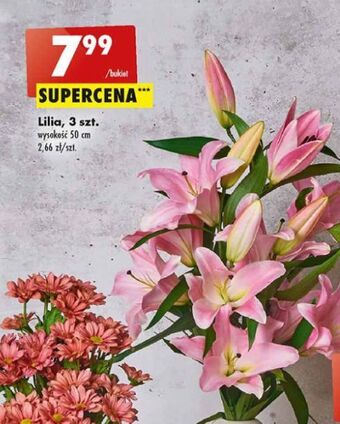 Biedronka Lilia 50 cm oferta