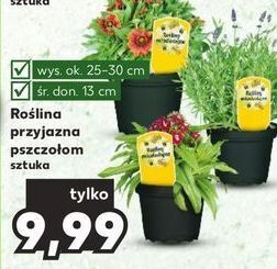 Kaufland Roślina przyjazna pszczołom oferta