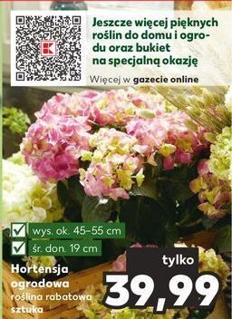 Kaufland Hortensja ogrodowa oferta