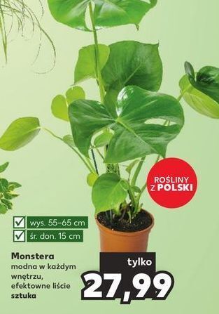 Kaufland Monstera 15 cm oferta
