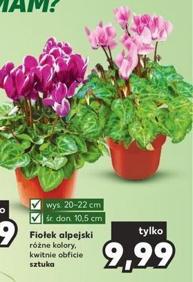 Kaufland Fiołek alpejski oferta