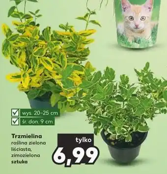 Kaufland Trzmielina japońska don. 9 cm oferta