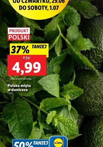 Lidl Polska mięta w doniczce oferta