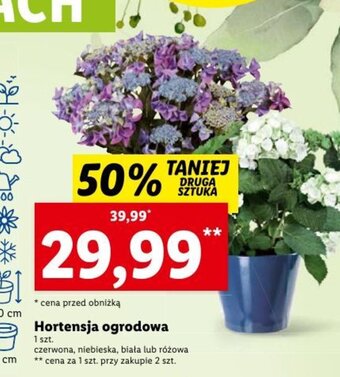 Lidl Hortensja ogrodowa oferta