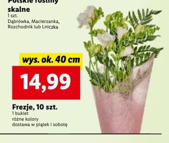 Lidl Frezje, 10 szt. oferta