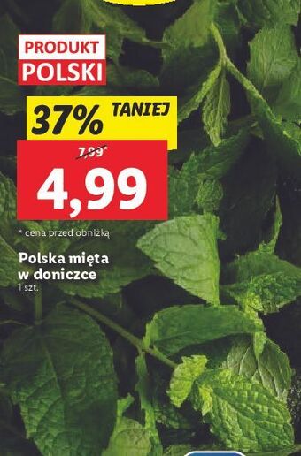 Lidl Mięta w doniczce oferta