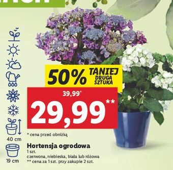Lidl Hortensja ogrodowa czerwona oferta