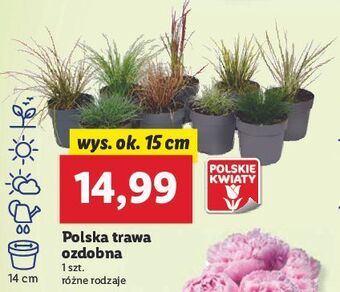 Lidl Trawa ozdobna oferta