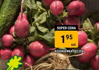 bi1 RZODKIEWKA PĘCZEK oferta