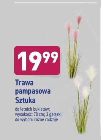 ALDI Trawa pampasowa oferta