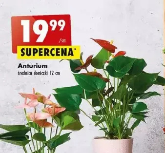 Biedronka Anturium 12 cm oferta