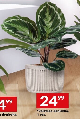 Twój Market Calathea doniczka, oferta