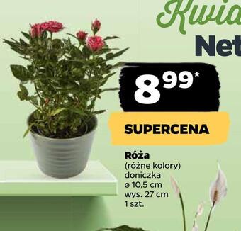 Netto Róża oferta
