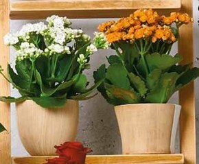 Biedronka Kalanchoe oferta