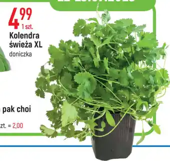 E.Leclerc Kolendra świeża XL oferta