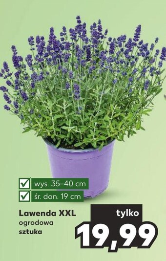 Kaufland Lawenda oferta