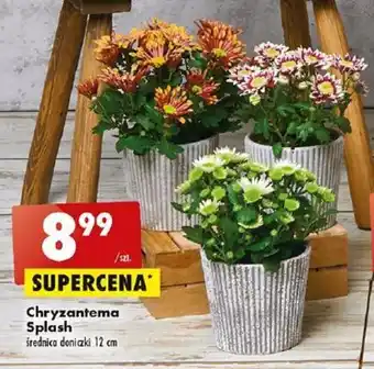 Biedronka Chryzantema Splash oferta