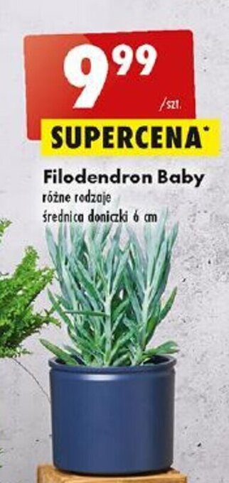 Biedronka Filodendron Baby oferta