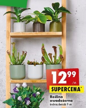 Biedronka Roślina owadożerna oferta