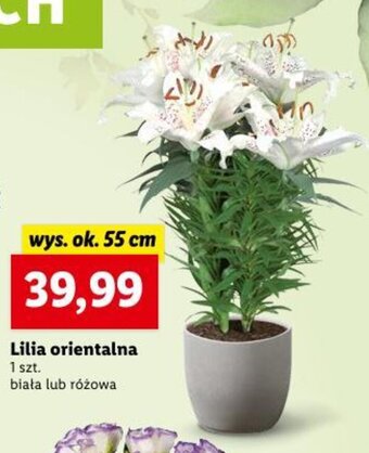 Lidl Lilia orientalna 1 szt. oferta