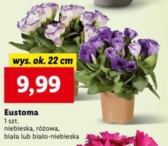 Lidl Eustoma 1 szt. oferta