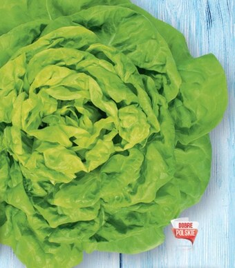 Topaz Sałata masłowa oferta