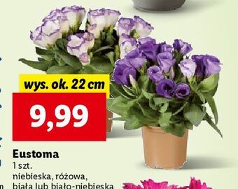 Lidl Eustoma wys. 22 cm biała oferta