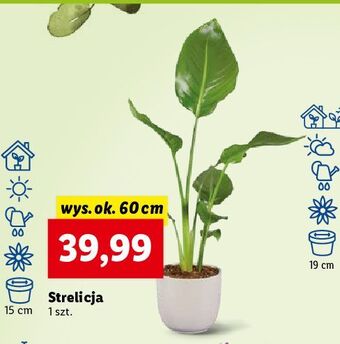 Strelicja 60 cm