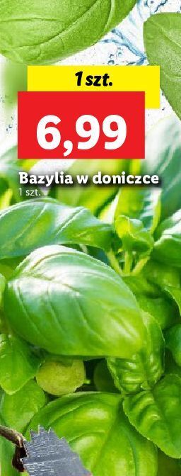 Lidl Bazylia oferta