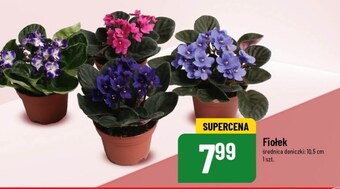 Polomarket Fiołek oferta