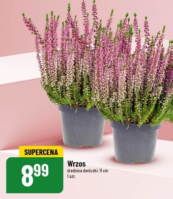 Polomarket Wrzos oferta