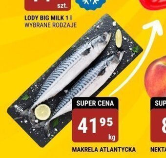 MAKRELA ATLANTYCKA 1 kg