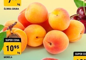bi1 MORELA oferta