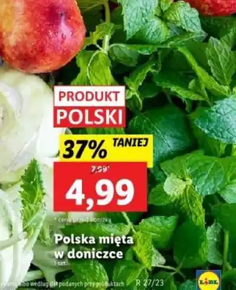 Lidl Polska mięta w doniczce 1szt. oferta