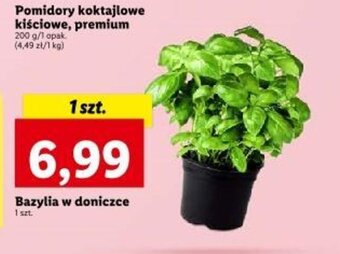 Lidl Bazylia w doniczce 1 szt. oferta