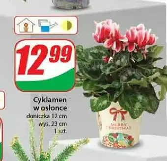 Netto Cyklamen 1 SZT oferta