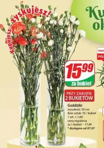 Dino Goździki wysokość: 50 cm, ilość sztuk: 10 / bukiet oferta